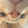 沙雕猫 猫咪 猫 可爱猫 猫表情包 猫咪表情包 小猫