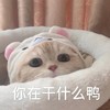 萌宠 喵星人 你在干什么呀 在干嘛 呆萌 可爱