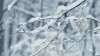 冬天 树枝 下雪 美景