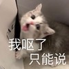 萌宠 猫星人 恶心 要吐了 呆萌 可爱