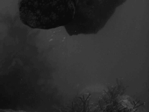 游泳 酿造的 黑色和白色 动物 章鱼 生物 老电影 跳水 海洋生物