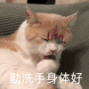 萌宠 猫星人 勤洗手身体好 舔舔 呆萌 可爱