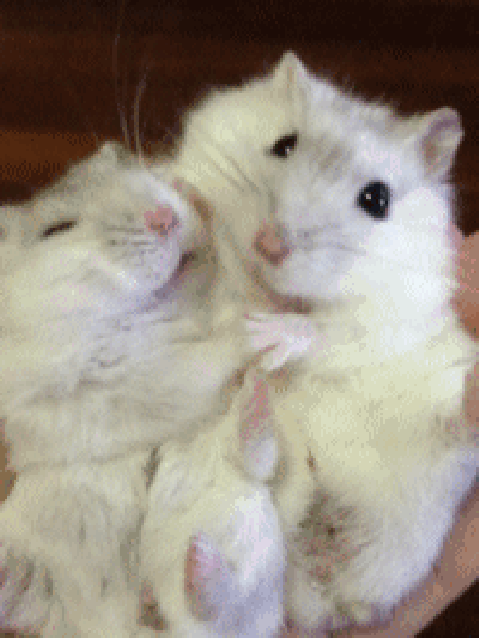 手掌 老鼠 拥抱 亲吻