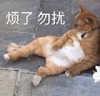 萌宠 喵星人 烦死了 勿扰 憨憨 呆萌