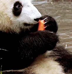 熊猫 吃胡萝卜 萌萌哒