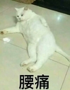 喵星人 可爱 搞笑 猫咪 腰痛