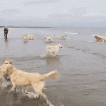 狗狗 大海 奔跑 爱玩