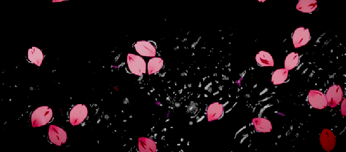 花瓣 流水 分离  樱花