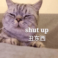 闭嘴 猫 丑东西