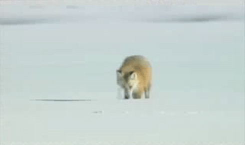 狐狸 跳跃 雪上捕猎 跳 钻 头疼 牛逼