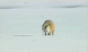 狐狸 跳跃 雪上捕猎 跳 钻 头疼 牛逼