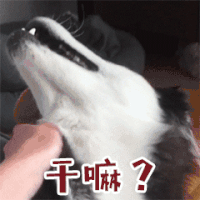 萌宠 汪星人 狗 干嘛 哈士奇