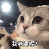 萌宠 猫星人 我老婆呢 期待 呆萌 可爱