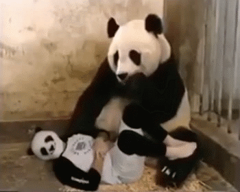 大熊猫 搞笑 滑稽 可爱 惊吓