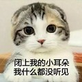 猫咪 大眼睛 可爱 闭上我的耳朵 什么都没听见