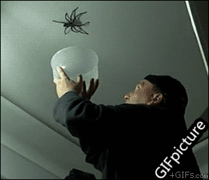 蜘蛛 搞笑 gif
