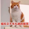 萌宠 猫星人 尴尬又不失礼貌的微笑 搞怪 逗