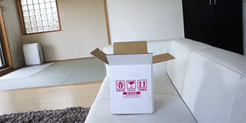 纸箱 宠物 箱子 最后 内心 猫 喵星人 生命 萌 gif