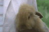 兔子 微笑 搞笑 卖萌
