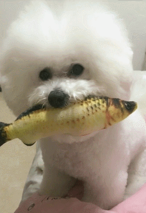 萌宠 狗狗 可爱 吃鱼