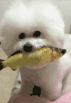 萌宠 狗狗 可爱 吃鱼
