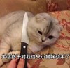 生活终于对我这只小猫咪动手了 斗图 猫 萌宠 喵星人