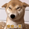 萌宠 狗 汪星人 微微一笑 开心 soogif soogif出品