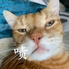 萌宠 猫星人 啧 嫌弃 呆萌 可爱
