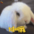 萌宠 兔子 谁叫我 蒙圈 soogif soogif出品