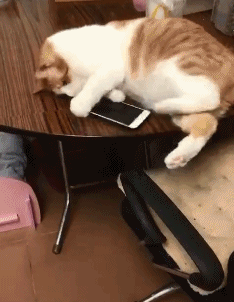 猫咪 玩手机 利爪 还好没掉下去