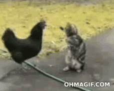 鸡 猫 有趣  战斗