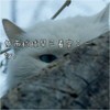 猫咪 可爱 毛茸茸 然而球球早已看穿了一切