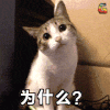 猫 萌宠 可爱 soogif soogif出品 为什么