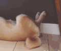 狗狗 躺着 闭眼 伸舌头