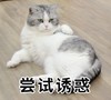 萌宠 猫星人 尝试诱惑 吸引 呆萌 可爱