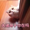 萌宠 猫星人 大猪蹄子在吗 好奇 呆萌 可爱