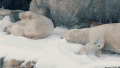 萌萌哒 雪白 翻滚 北极熊