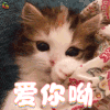 爱你呦 猫咪 可爱 卖萌 soogif soogif出品