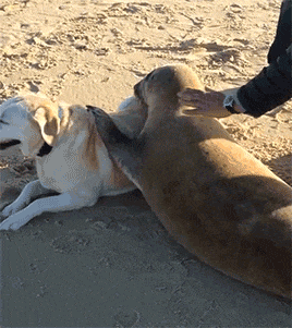 小狗 海狗 抱一起 沙滩