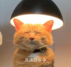 萌宠 猫星人 灵魂回收中 闭眼 搞怪 呆萌