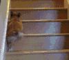 宠物 腿短真的不怪你 搞笑 可爱 萌 gif
