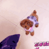汪星人 后退 狗狗