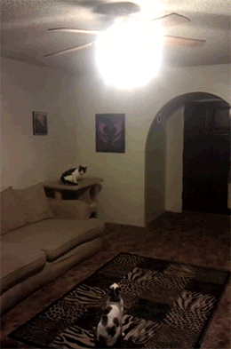 猫咪 跳跃 电灯 漆黑