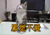 累觉不爱