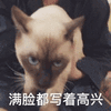 沙雕猫 猫咪 猫 可爱猫 猫表情包 猫咪表情包 小猫