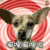 萌宠 狗 汪星人 嘛哩嘛哩哄 soogif soogif出品