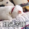 萌宠 喵星人 埋头苦睡 睡懒觉 懒散 逗