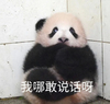 萌宠 熊猫 我哪敢说话呀 捂住嘴巴 呆萌 可爱