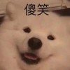 萌宠 汪星人 傻笑 嘿嘿嘿 搞怪 逗
