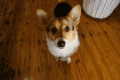 柯基 动耳朵 蠢萌 魔性 corgi